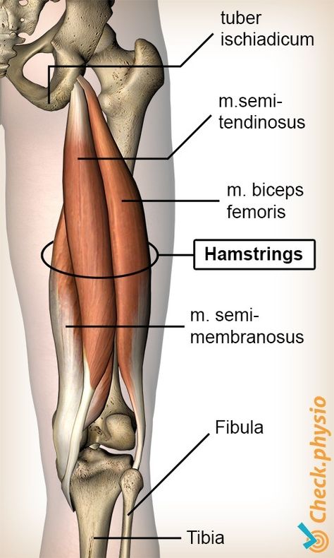 Hamstrings Anatomy, Leg Muscles Anatomy, Human Anatomy Picture, Body Muscle Anatomy, Hip Anatomy, Physical Therapy Student, Hamstring Muscles, Physical Therapy Assistant, Human Body Organs