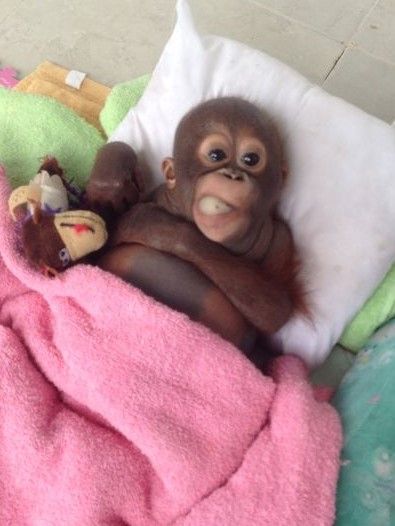 Orangutan baby with pink blanket Cute Monkeys, Baby Orangutan, I Need A Nap, Baby Monkeys, Monkey Pictures, Pet Monkey, Monkeys Funny, Cute Monkey, Monkey Business