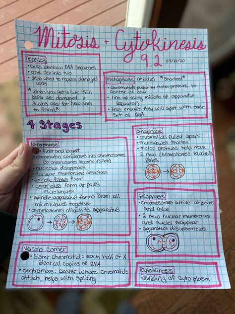 biology 9.2, high school, education, science, note taking, freshman, sophomore, junior, bio, biology, senior, school, middle school, study, cellular reproduction, mitosis, cytokinesis, interphase, prophase, metaphase, anaphase, telophase Prophase Metaphase Anaphase Telophase, Aesthetic School Notes Ideas Science, Note Taking Biology, Meiosis Notes Aesthetic, Biology Notes Mitosis, Biology Lessons High School, Cytokinesis Mitosis, Bio Notes Ideas, Prophase Mitosis