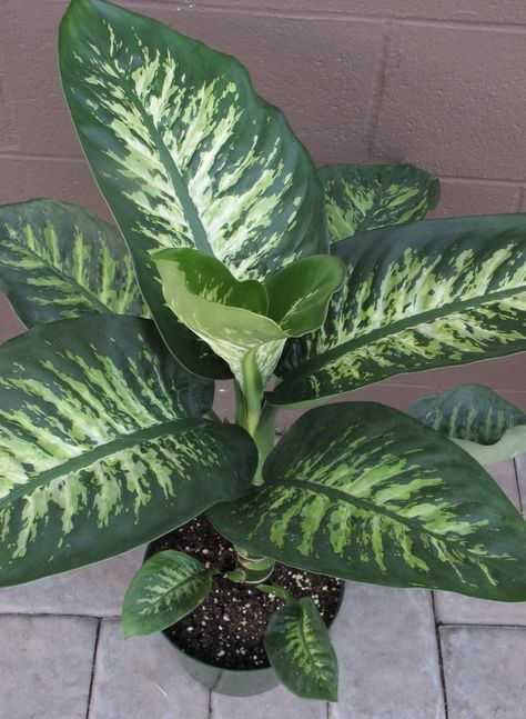 dieffenbachia | Portland Nursery Dieffenbachia Care, Dieffenbachia Houseplant, Gardenia Trees, Snow Plant, Ti Plant, Leaves Sketch, Low Light Plants, House Plants Decor, Plant Lighting