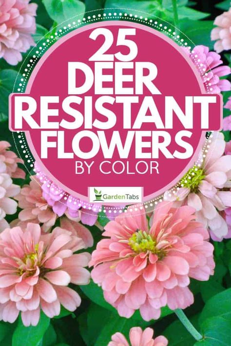 Deer Repellant Plants, Flowers By Color, Deer Resistant Shade Plants, Deer Resistant Landscaping, Deer Resistant Annuals, Deer Resistant Shrubs, Deer Proof Plants, Deer Food, Deer Resistant Flowers