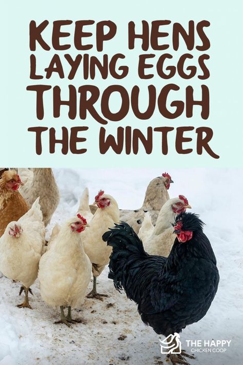 How To Keep Chickens Laying In Winter, Chicken Raising Ideas, Taking Care Of Chickens, Best Laying Hens, Chicken Harness, Chickens In The Winter, Farm Dream, Raising Quail, Chicken Raising