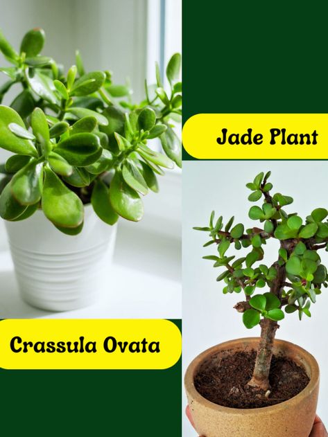 Know the Difference Between the Jade Plant and Crassula Ovata - Voice of Plant Plant Leaves Turning Yellow, Jade Plant Care, Tulsi Plant, Jade Plant, Crassula Ovata, Indoor Plant Care, Jade Plants, Rose Leaves, Healthy Environment