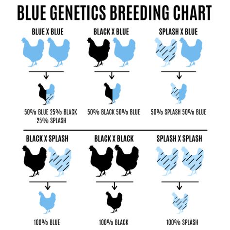 Chicken Breeds Chart, Lavender Chicken, Chicken Coop Designs Diy, Chicken Breeding, Chicken Coloring, Ranch Living, Day Old Chicks, Blue Chicken, Silkie Chickens