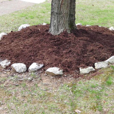 Mulch Around Trees, Flowers Photography Beautiful, Front Yard Flowers, Shade Landscaping, Front Porch Flowers, Planting A Tree, Landscaping Around Trees, Porch Flowers, Flower Pot Design