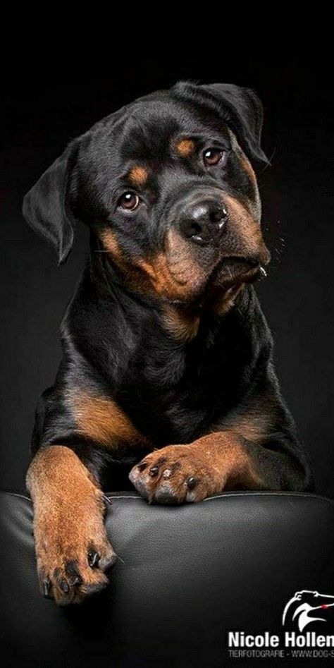 Pin by Marteau on Rottwailer | Animal photography dogs, Scary dogs, Rottweiler dog Animal Photography Dogs, Pitbull Dog Breed, Wallpaper Dog, Tattoo Dog, Rottweiler Love, Aesthetic Dog, Dog Line Art, Dog Aesthetic, Scary Dogs