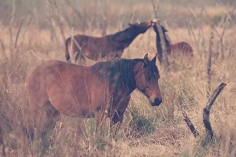 Florida Cracker Horse Facts (Wild Horses) - Paynes Prairie Preserve State Park Florida Cracker Horse, Florida Cracker, Florida History, Horse Facts, Dust Bowl, American Quarter Horse, Old Florida, Trail Riding, Quarter Horse