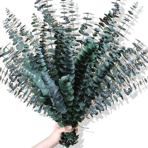 Amazon.com: 30Pcs Dried Eucalyptus Stems, 17" Real Preserved Eucalyptus Plant for Shower, Fresh Natural Eucalyptus Branches for Vase, Eucalyptus Bundle for Home Decor, Wedding, Baby Shower, Bathroom : Home & Kitchen Eucalyptus Bundle, Vase Decorations, Eucalyptus Plant, Vase With Branches, Eucalyptus Stems, Preserved Eucalyptus, Natural Branches, Fresh Eucalyptus, Dried Eucalyptus