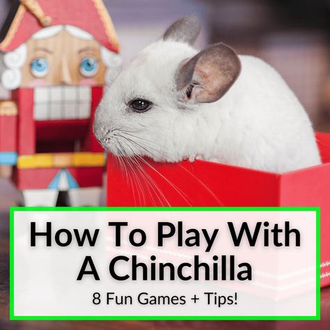 Diy Chinchilla Toys, Chinchilla Facts, Chinchilla Care, Chinchilla Toys, Chinchilla Pet, Chinchilla Cage, Chinchilla Food, Low Maintenance Pets, Cool Tricks