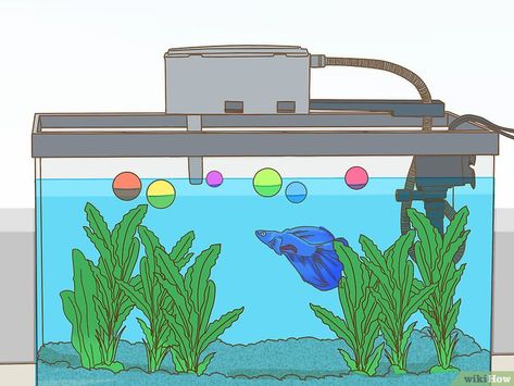 How to Play With Your Betta Fish: 7 Steps (with Pictures) Betta Fish Toys, Betta Fish Tank Mates, Fish Activities, Betta Fish Care, Betta Tank, Betta Fish Tank, Beta Fish, African Cichlids, Fish Care