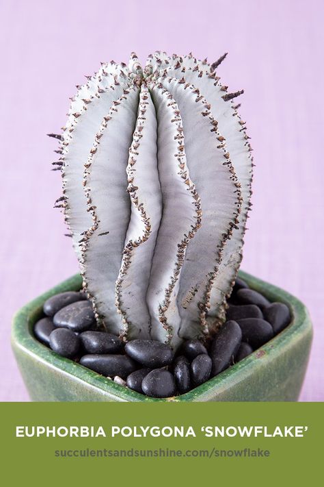 This white, columnar cacti has deep ribs and dark spines. As it grows, the edges of the ribs can grow either straight wavy. Dark purple flowers form in the late spring and summer.    #euphorbia #snowflakesucculent #snowflakecactus #cactus #cacti #succulent #succulents #succulentsandsunshine #whitecactus Indoor Cactus Plants, Best Indoor Hanging Plants, Kaktus Dan Sukulen, Cactus House Plants, White Cactus, Dark Purple Flowers, Indoor Cactus, Types Of Succulents, Hanging Plants Indoor