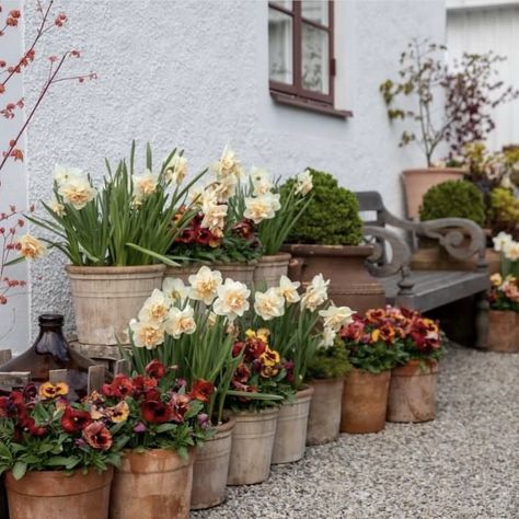 Daffodils Flowers, Backyard Garden Design, Spring Blooms, Garden Cottage, Farm Gardens, Balcony Garden, Spring Garden, Dream Garden, Small Garden