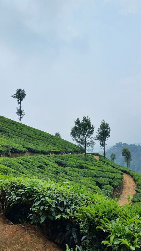 India Landscape, Places To Visit In India, Weather In India, India Nature, Kerala Travel, Vision 2024, Tea Gardens, Backpacking India, Indian Bedroom