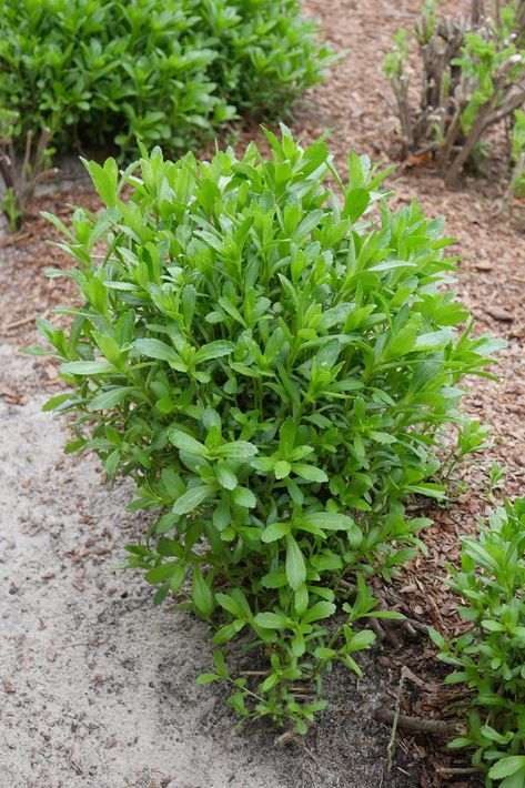 How To Grow Montauk Daisies - 27 East Montauk Daisies, Montauk Daisy, How To Garden, Daisy Garden, Sandy Soil, Whole New World, Top Soil, A Whole New World, Monarch Butterfly