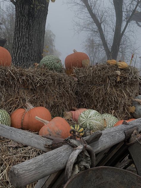 Autumn Farm, Hay Ride, Autumn Breeze, Fall Mood Board, Pumpkin Farm, Salt Lamps, Urban Homesteading, Big Sweaters, Bountiful Harvest