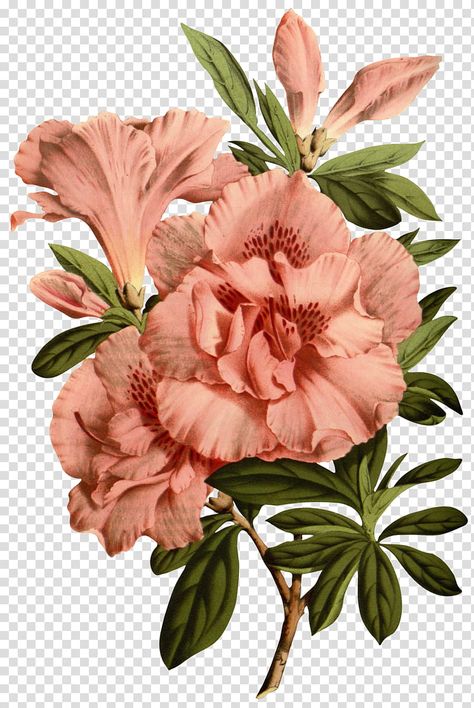 Flowers Azalea, Flower Collage Art, Vintage Flower Illustration, Hibiscus Flower Drawing, Collage Flowers, Flower Hd, Peony Illustration, Flowers Collage, Pictures Of Flowers