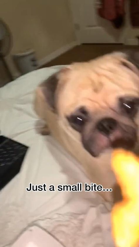 Watch this cute pug take instructions very seriously. #Funnydog#CUTE @unilad Funny Pug Videos, Pug Videos, Tiny Baby Animals, Pug Gifs, Dog Costumes Funny, Laughter Therapy, Baby Pugs, Dog Needs, Dog Quotes Funny