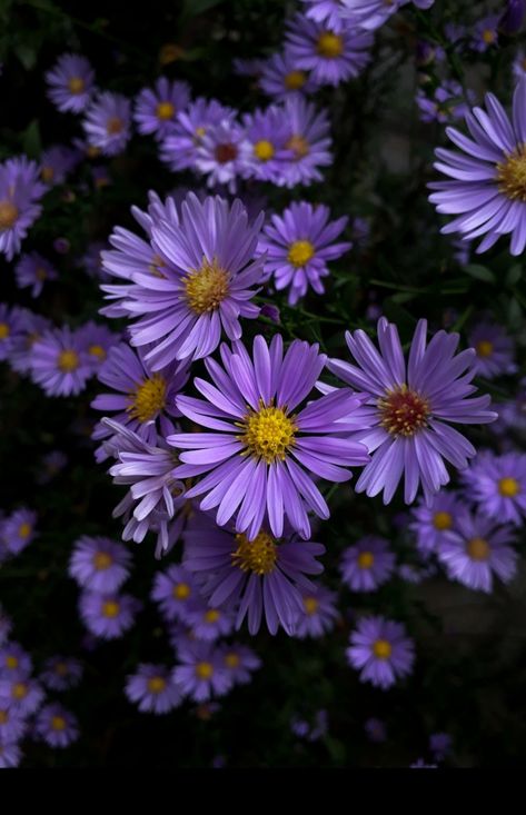 Aster Flower Wallpaper, Aster Aesthetic Flower, Purple Aster Flower, Purple Aster, Aster Aesthetic, Aster Flower Aesthetic, Aster Flowers, Green Tattoos, Violet Aesthetic