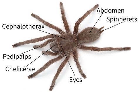 Spider anatomy Spiders have the following basic features: Two body parts; cephalothorax and abdomen Eight legs Pedipalps (the feelers) Spinnerets (silk spinning organs) Eyes (6 or 8) Chelicerae (mouthparts) Fangs (connected to the chelicerae)   Click on the diagram BELOW to see these features There are around 4000 species of spiders … Spider Anatomy, Spiders In Australia, Spider Species, Wolf Spider, Jumping Spider, Learning Projects, Arachnids, Spiders, Spinning