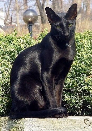 Catcat (Catwoman) つやつや〜 Fluffy Black Cat, A Black Cat, Cat Aesthetic, Domestic Cat, Cute Kittens, Warrior Cats, Pretty Cats, Beautiful Cats, 귀여운 동물