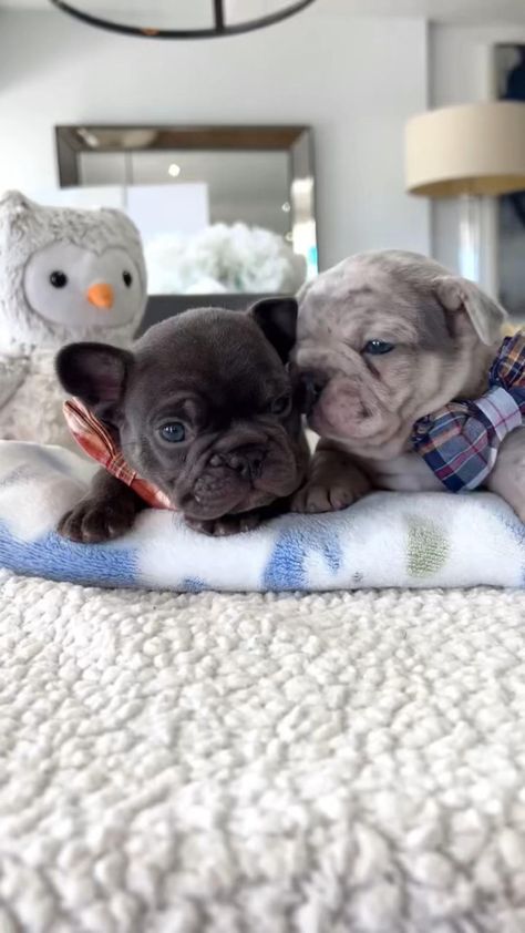 Tag your Friends 😍😍 Follow @PoeticFrenchies Follow @PoeticFrenchies ➖ 📲www.PoeticFrenchBulldogs.com ➖ Don’t forget to follow us for a daily dose of cuteness! 🥰🥰 ➖ 🐶 NOTE: Use #PoeticFrenchies or @PoeticFrenchies to be featured in our stories and profile. 😉 . . . . . #frenchbulldog #frenchies #frenchiegram #dogsofinstagram #puppy #frenchielove #dog #instafrenchie #frenchiepuppy #pup #puppylove #bulldogs #frenchbulldogs #puppiesofinstagram #bulldogsofinstagram #frenchbulldogpuppy #instadog #Instagram #PuppyVideo #FunnyPuppy #reelsinstagram #cutest #Pups #Merle #FluffyFrenchie #PuppyLife #Puppies #Newpuppy #Java Frenchie Puppy, French Bulldog Puppy, Tag Your Friends, Puppies Funny, French Bulldogs, New Puppy, Java, Puppy Love, Daily Dose