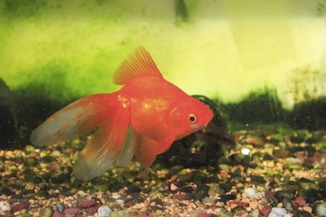 9 Mistakes to Avoid Making as a Goldfish Keeper: Common Errors | Pet Keen Green Aquarium, Rabbit Hutch Indoor, Goldfish Aquarium, Fantail Goldfish, Aquarium Store, What Is Water, Goldfish Tank, Goldfish Pond, Rabbit Pictures