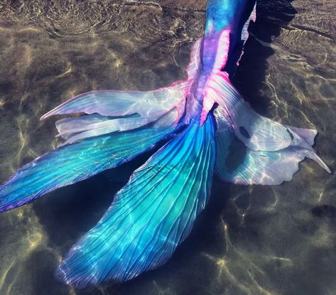 Ariel Mermaid Tail, Ariel Tail, Halle Ariel, Ariel Live Action, Mermaid Boy, Little Mermaid Live Action, Song Of The Sea, Human Body Art, Ariel Mermaid