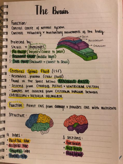 Brain Parts And Functions Psychology, Anatomy Of Brain Notes, Brain Anatomy And Function Notes, Brain Notes Anatomy, Biology Brain Notes, Brain Study Notes, Neurosurgeon Aesthetic Notes, Human Brain Notes, Brain Notes Aesthetic