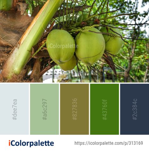 Color Palette Ideas from Vegetation Banana Coconut Image Coconut Color Palette, Color Palette Theme, Coconut Images, Color Palette Ideas, Palette Ideas, Banana Coconut, Color Palettes, Color Palette, Coconut