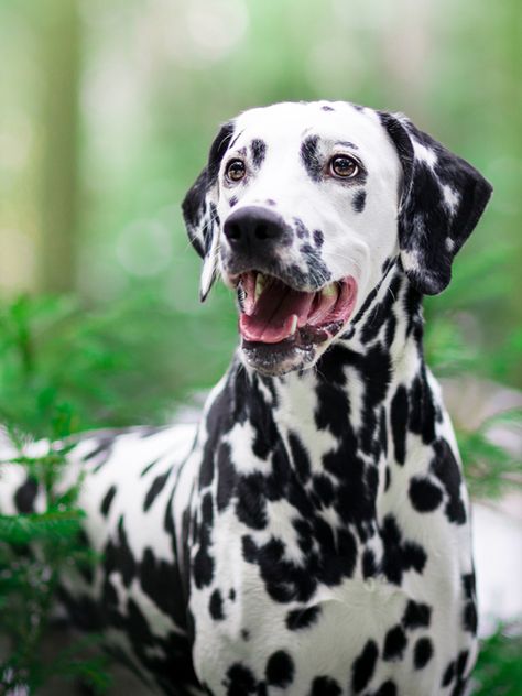 Ultra Premium Direct vous aide à identifier les aliments dangereux pour vos chiens et chats. Il est important de les connaître afin d’en éloigner vos animaux. En cas d’intoxication, il est essentiel d’agir vite en en reconnaissant les premiers symptômes. #dalmatien #chien #alimentation Rare Animals, Dog Activities, Large Dog Breeds, Dog Stuff, Doberman, Dalmatian, Large Dogs, Dog Owners, Best Dogs