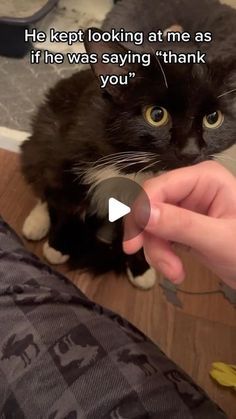 Cat Must Haves, Funny Cats Video, Cute Cat Video, Egg Souffle, Adorable Kittens Funny, Cat Videos Funny, Souffle Recipe, Super Cute Kittens, 9 Lives