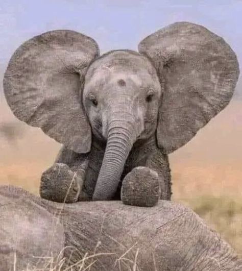 Elephants Photos, Elephant Pictures, Baby Elephants, Elephant Love, Pretty Animals, African Elephant, Favorite Animals, Cute Elephant