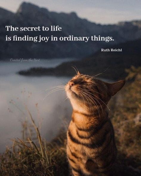 Lovers Quotes, Cat Quotes, Lesson Quotes, Life Lesson Quotes, Daily Inspiration Quotes, Encouragement Quotes, A Quote, Wise Quotes, Finding Joy