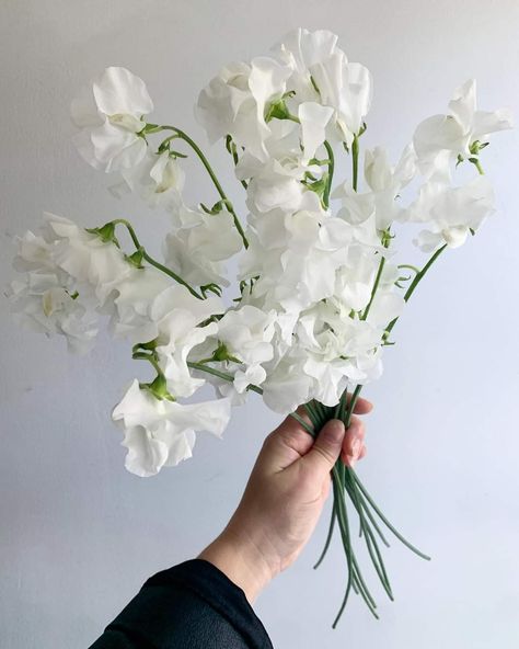 Wedding Bouquets Sweet Peas, White Sweet Pea Flowers, Stock White Flower, White Sweet Pea Bouquet, White Iris Flower Aesthetic, White Delphinium Bouquet, Sweet Peas Bouquet, White Iris Bouquet, Sweet Pea Bridal Bouquet