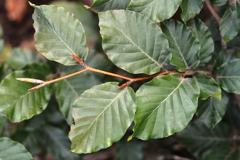 European Beech Beech Tree Leaves, Fagus Sylvatica, Specimen Trees, Beech Tree, Common Names, Tree Leaves, Drought Tolerant, Planting Seeds, Native Plants