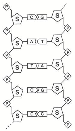 Dna Structure Drawing, Dna Model Project Ideas, Dna Structure Model, Dna Notes, Rna Structure, Dna Meaning, Dna Model Project, Dna E Rna, Nitrogenous Base