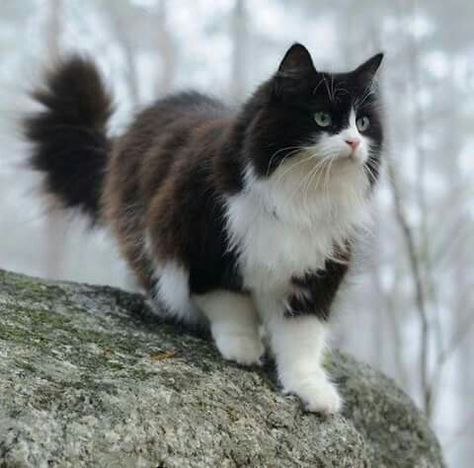 Cats Training, Extravagant Lifestyle, Cats Meowing, Söt Katt, Black And White Cat, Image Chat, Gorgeous Cats, Forest Cat, Norwegian Forest Cat