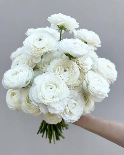 When white peonies haven’t started yet. Ranunculus will never ever disappoint - check out those fluffy ruffles!! 🤍🤍🤍 Ranunculus Bouquet White, Ranunculus Bridal Bouquet, White Peony Bouquet Wedding, Ranunculus Wedding Bouquet, Ranunculus Wedding, White Peonies Bouquet, Ranunculus Bouquet, Bridesmaid Bouquet White, White Flower Bouquet