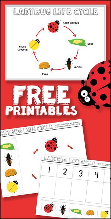 Free Ladybug Life Cycle Printables Ladybugs Kindergarten, Grouchy Ladybug Activities, Ladybug Life Cycle Activities, Ladybugs Preschool, Life Cycles Preschool, Ladybug Life Cycle, Insect Life Cycle, Grouchy Ladybug, Bug Activities