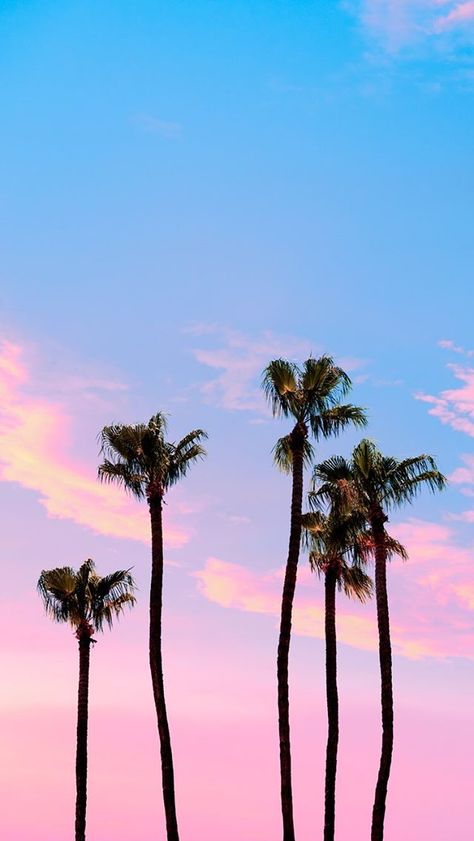 Matt Crump photography pastel iPhone wallpaper palm trees Iphone Wallpaper Palm Trees, Palm Tree Wallpaper Iphone, Wallpaper Palm Trees, Palm Tree Wallpaper, Wallpapers Rosa, Beach Phone Wallpaper, Wallpaper Iphone Tumblr, Wallpaper Tree, Tree Wallpaper Iphone