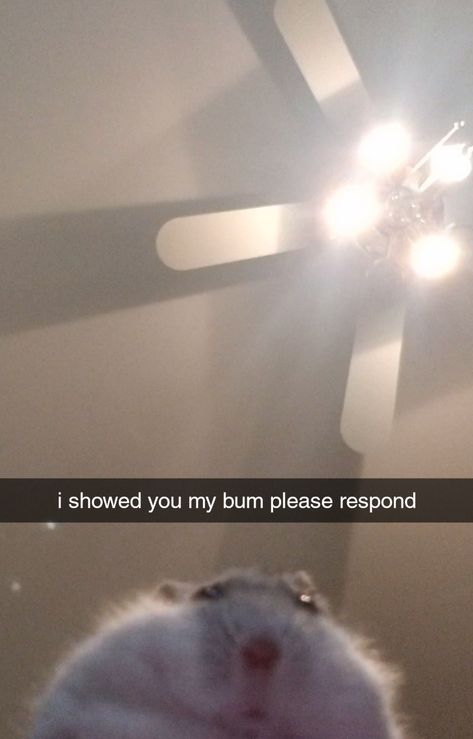 i showed you my bum please respond #hamster #hamsters #rodent #pet Please Respond, Hamster Pics, Funny Rats, Funny Hamsters, Cute Rats, Cute Hamsters, Silly Animals, Weird Creatures, Hamsters