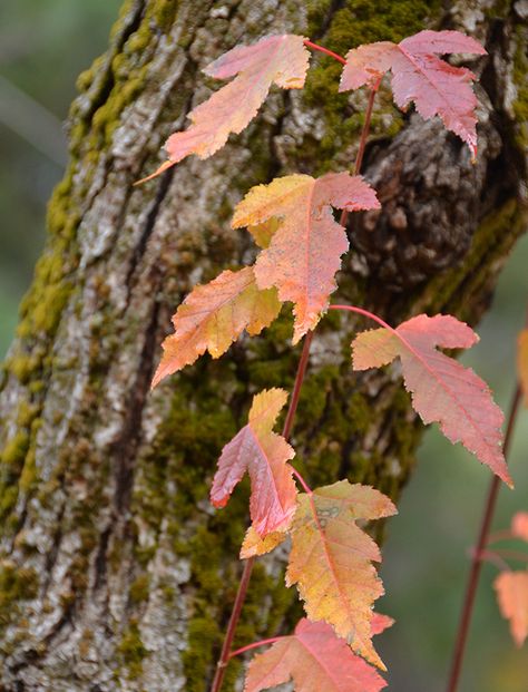 Acer tataricum subsp. ginnala Acer Garden, Deciduous Trees, Trees And Shrubs, Autumn Leaves, Grapes, Fruit, The Originals, Plants