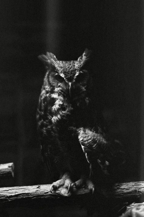 Black Owl Aesthetic, Scary Owl, Owl Wings, Black Owl, Favorite Animals, Dark Art Illustrations, Swag Shoes, Anime Scenery Wallpaper, Nature Aesthetic