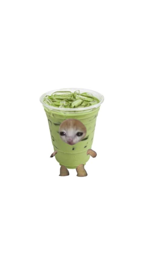 Matcha Quotes, Tik Tok Profile, Matcha Lover, Ipad Icons, Lovecore Aesthetic, Matcha Drink, Cat Drinking, Funny Reaction