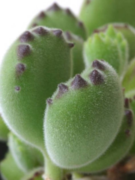 Cotyledon tomentosa (Bear's Paw) → Plant characteristics and more photos at: http://www.worldofsucculents.com/?p=2034 Bear Claw Plant, Bear Claw Succulent, Bear Paw Cactus, Bear Paw Succulent, Kaktus Dan Sukulen, Succulent Gardening, Succulents In Containers, Bear Paws, Carnivorous Plants