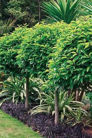 Garden Ideas Nz, Portuguese Laurel, Hedges Landscaping, Nz Garden, Garden Hedges, Hedging Plants, Landscaping Inspiration, Garden Shrubs, Garden Inspo