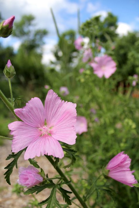 How to Grow Marshmallow Plants (Althaea officinalis) Marshmallow Herb, Marshmallow Plant, Wild Crafting, Mallow Plant, Front Yard Flowers, Medicinal Wild Plants, Althaea Officinalis, Front Yard Plants, Mallow Flower