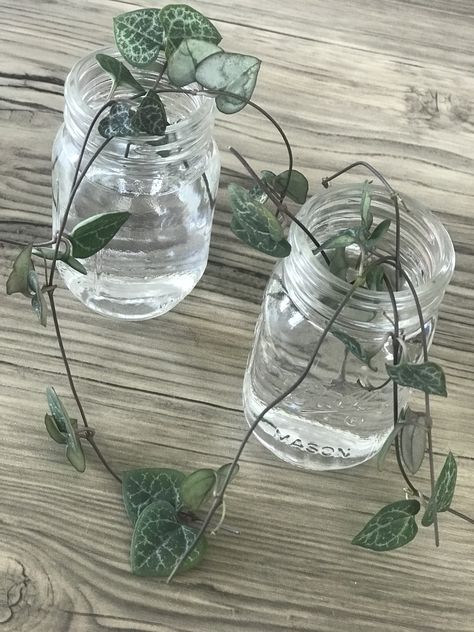 Houseplant Propagation, Water Propagation, Ceropegia Woodii, Chain Of Hearts, String Of Hearts, Mini Mason Jars, Propagating Succulents, Mini Jars, Cactus And Succulents