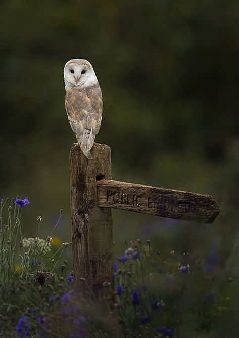 Beautiful Owl, Owl Bird, Owl Art, Pretty Birds, Barn Owl, Birds Of Prey, Animal Photo, Bird Watching, Love Birds