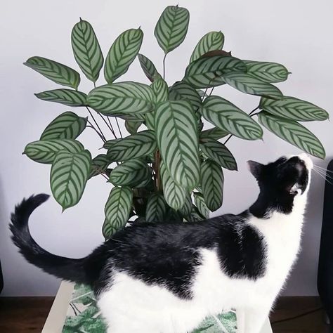 Ctenanthe Setosa Care, Calathea Setosa Care, Ctenanthe Setosa, Plant Goals, Plant Care Tips, Zebra Plant, Never Never, Prayer Plant, Gardening 101